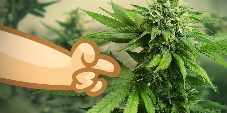 Utiliza uma variedade de cannabis sativa para estimular o corpo