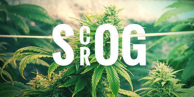 CULTIVO COM A TÉCNICA SCROG