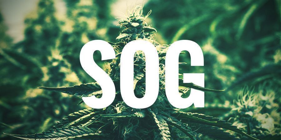 CULTIVO COM A TÉCNICA SOG