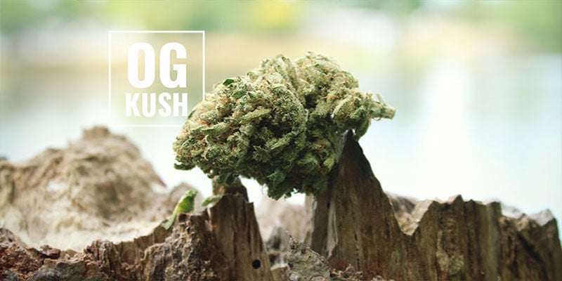 OG Kush Cannabis: O que significa OG?