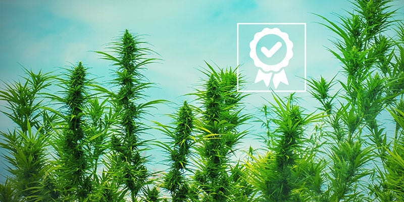 Qual é o melhor OG Kush?