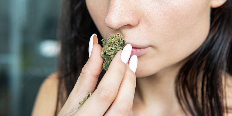 Porque escolher variedades de CBD?