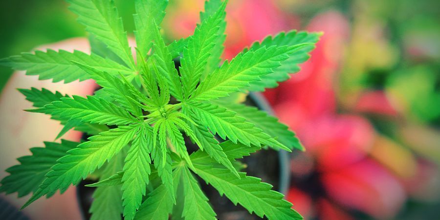 COMO CULTIVAR MASTER KUSH