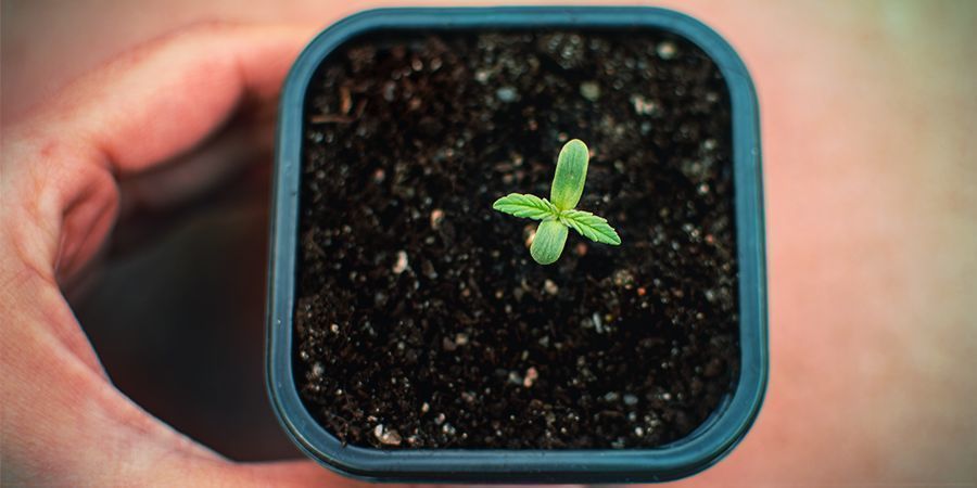 Impaciência com sementes em germinação