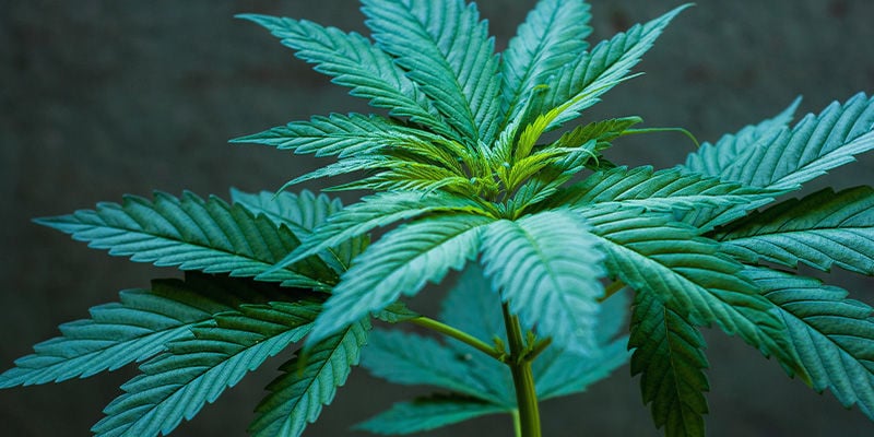 Cultivo de sementes de canábis regulares e feminizadas