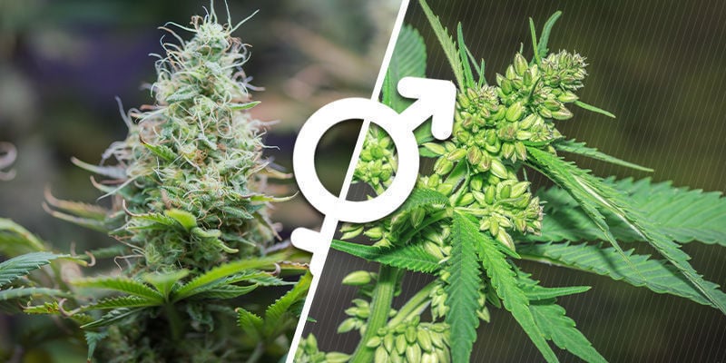 Compreender o sexo das plantas de canábis