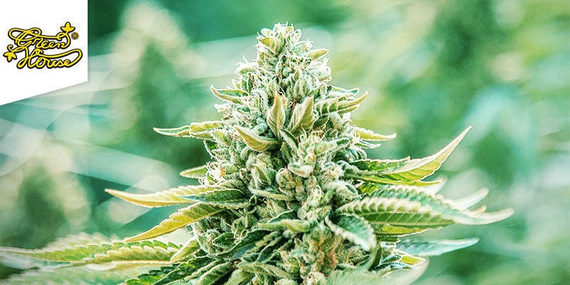 Trainwreck (Greenhouse Seeds) feminizada