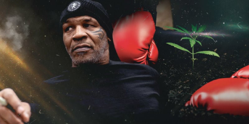 Tyson X Royal Queen Seeds: Uma Colaboração Colossal
