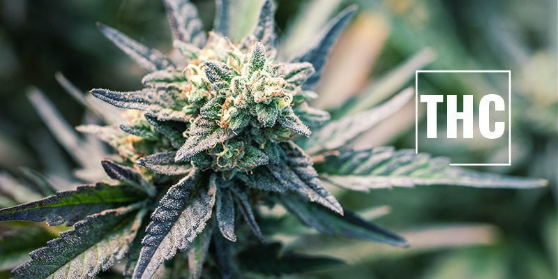 O que é o THC?