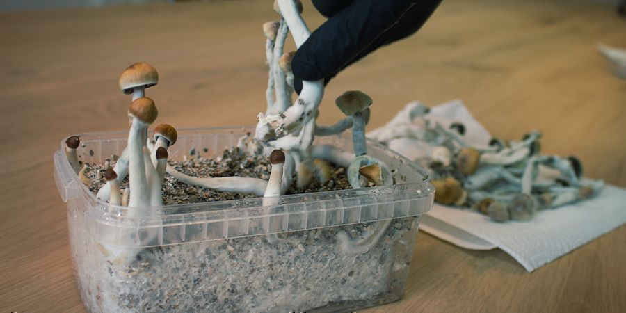 Como manter condições esterilizadas nos kits de cultivo de cogumelos mágicos