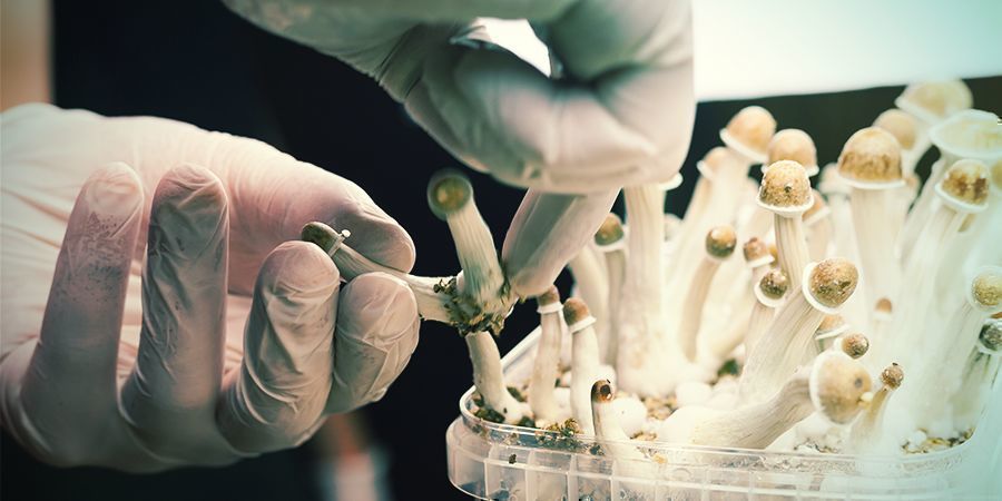 Porque é fundamental a técnica estéril no cultivo de cogumelos mágicos