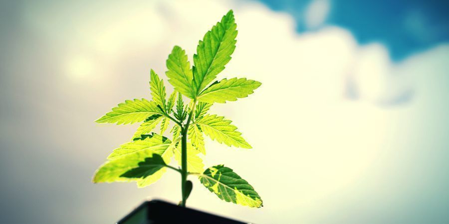 Como cultivar Power Flower