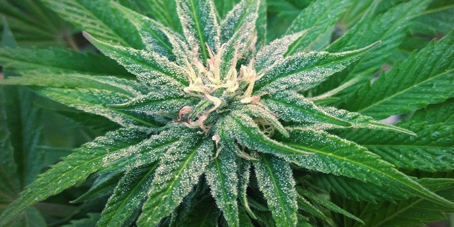 Como cultivar White Widow