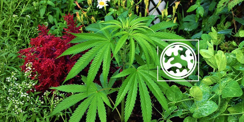 Cultivo companheiro para disfarçar plantas de canábis