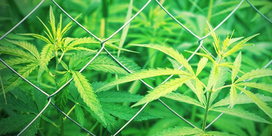 Escolher o local para cultivo de canábis