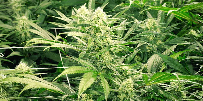 Dutch Passion Auto Duck para cultivo discreto no exterior