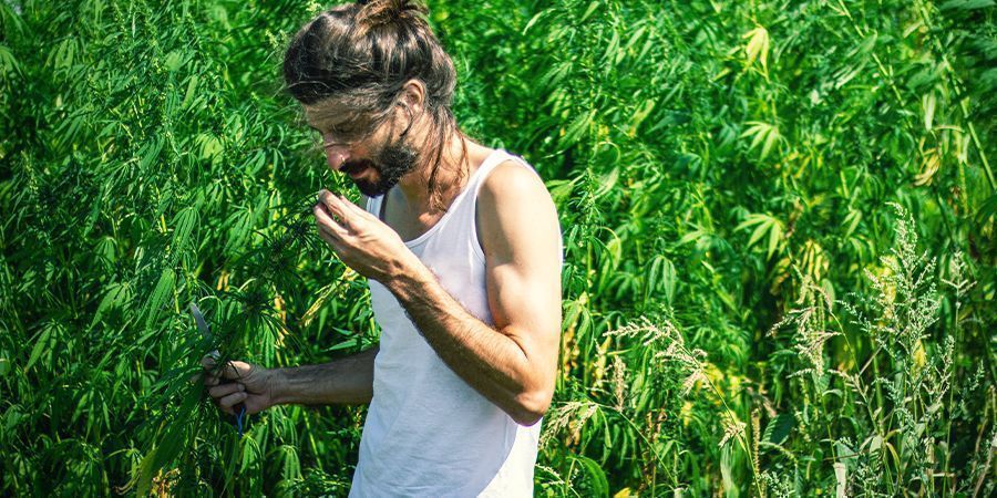 O intenso aroma da cannabis