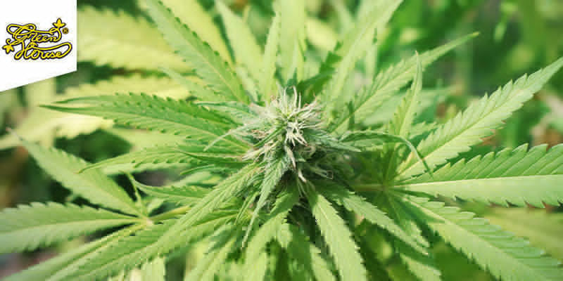Aborrecido: Super Silver Haze