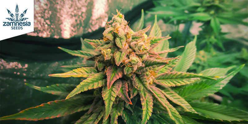 Enérgico: Sour Diesel