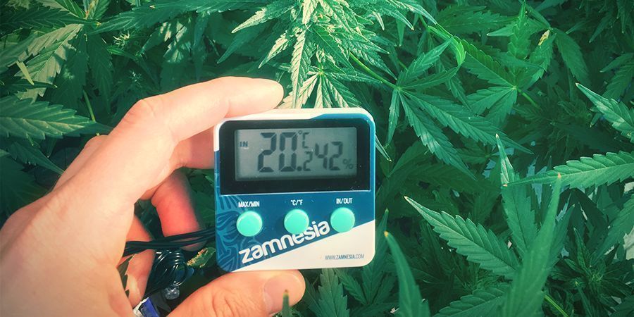 sistema de cultivo de canábis