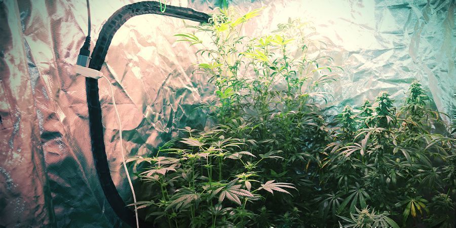 Sistema de cultivo maior