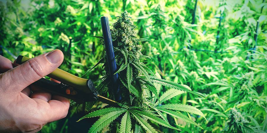 Formação de Plantas de Cannabis