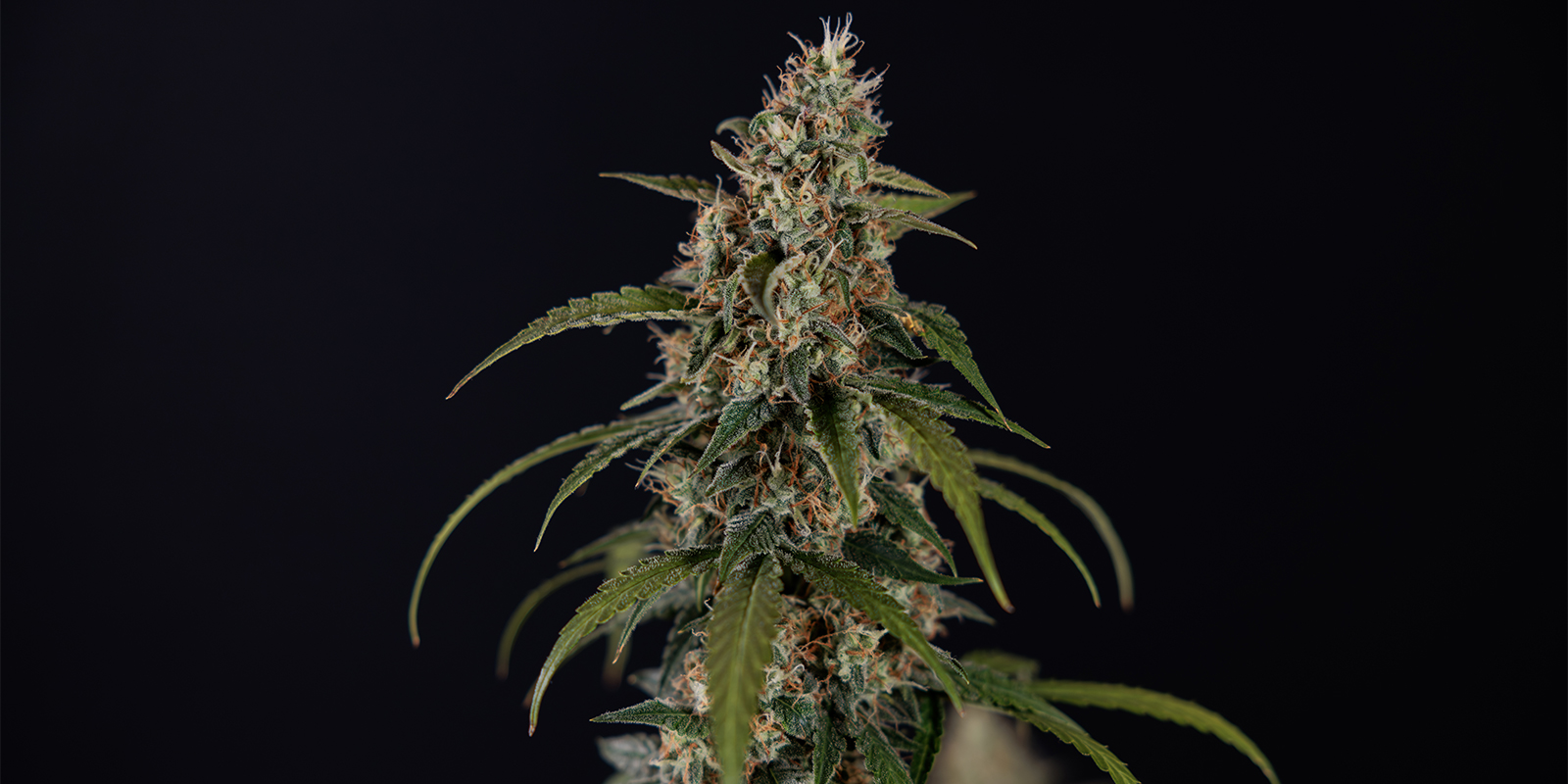 Durban Poison (Dutch Passion)