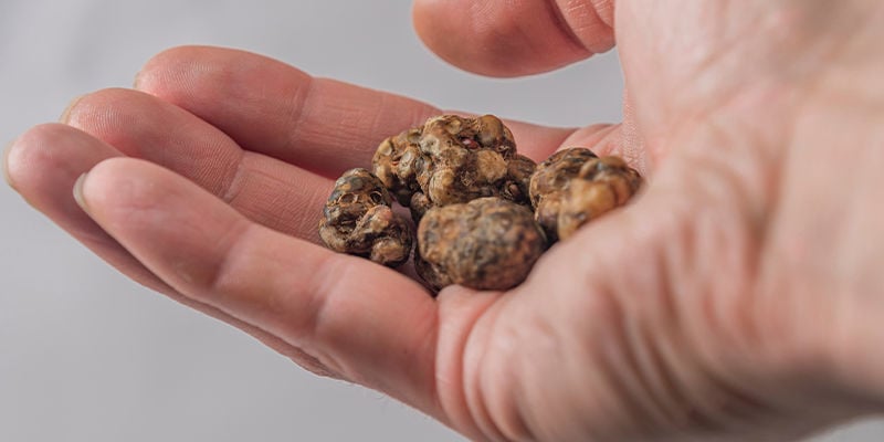 Os efeitos das trufas mágicas são diferentes dos cogumelos?