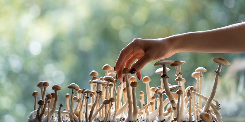 Legalidade: Onde são permitidas as trufas mágicas e os cogumelos mágicos?