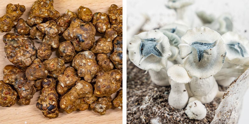 O que são trufas mágicas e cogumelos mágicos?