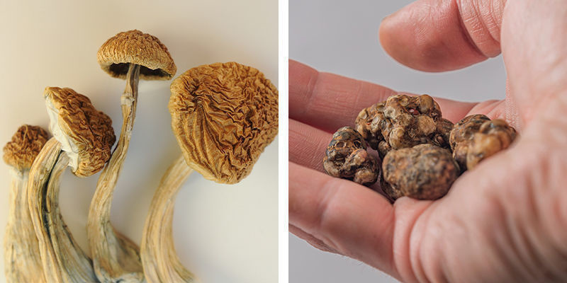 Qual é a melhor opção para principiantes: Trufas mágicas ou cogumelos mágicos?