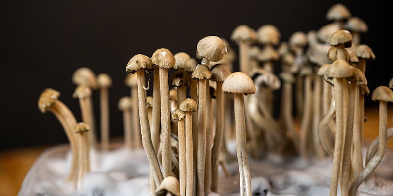 Conhecer o Panaeolus cyanescens