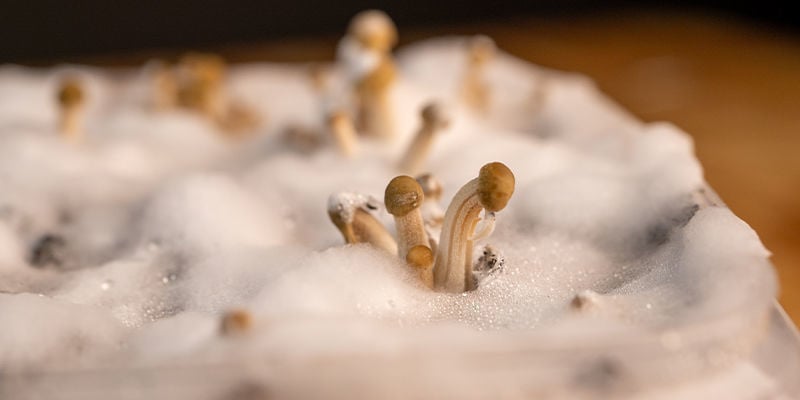 Como cultivar Panaeolus cyanescens