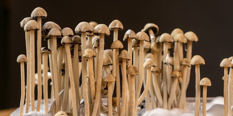 O que é Panaeolus cyanescens?