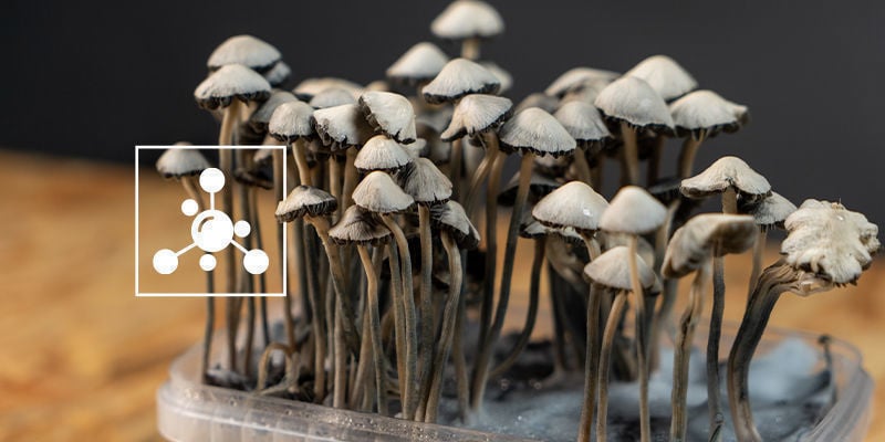 Que compostos estão presentes no Panaeolus cyanescens?