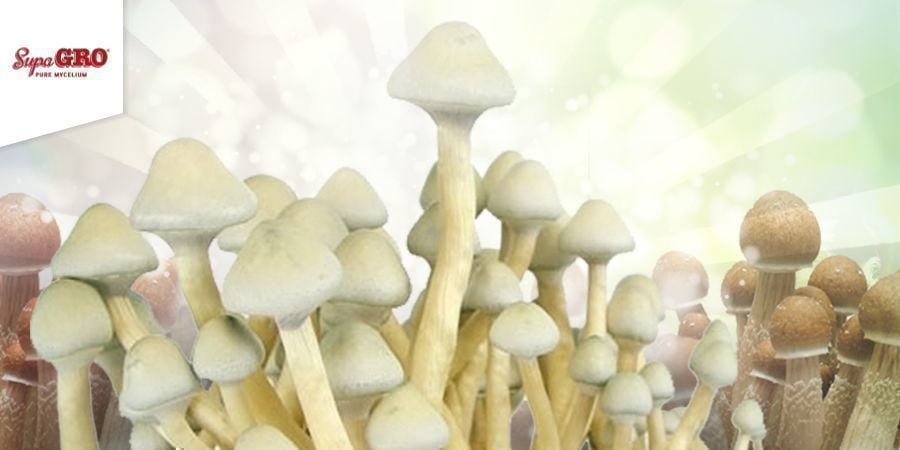 Como cultivar kits Supa Gro 100% micélio