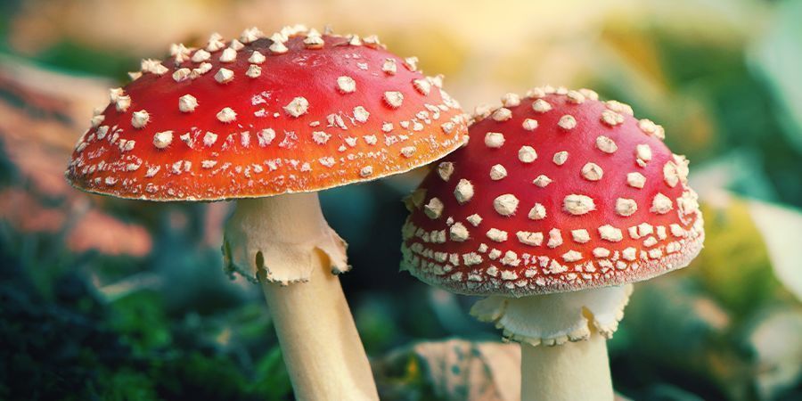 O que é a Amanita muscaria?