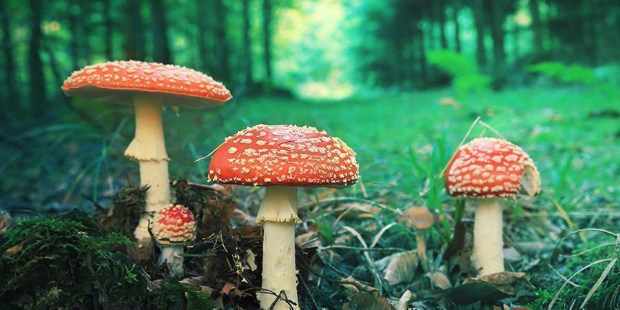 Amanita Muscaria: Aparência