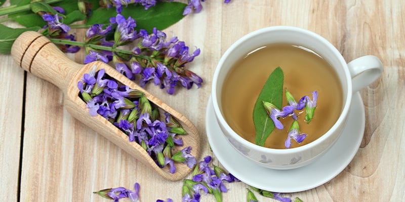 Como funciona a Salvia divinorum?