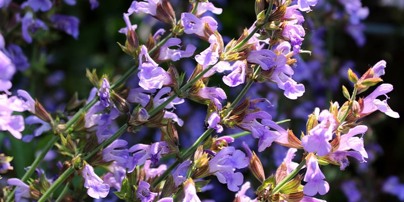 Aprenda a conhecer a Salvia divinorum