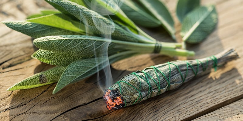 Salvia divinorum métodos de utilização e dosagem