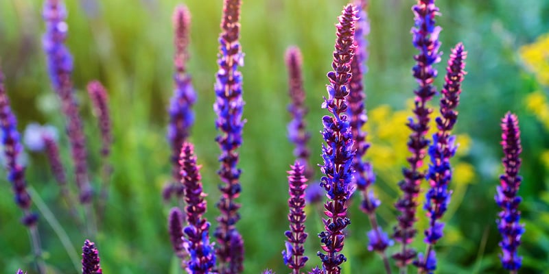 O que é a Salvia divinorum?