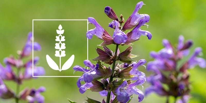 Salvia divinorum: Tudo o que precisa de saber