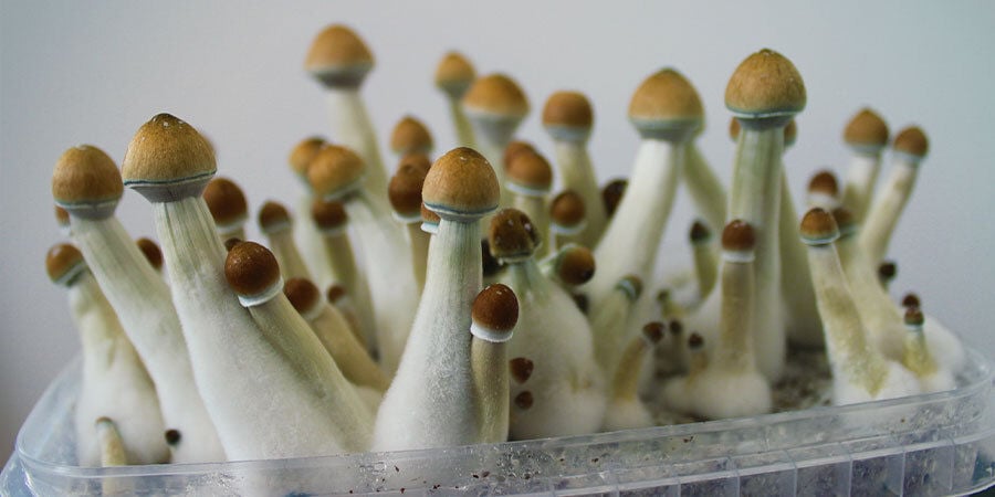 Como Cultivar Cogumelos Mágicos