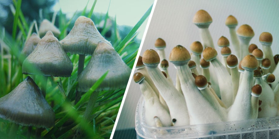 Como são os cogumelos mágicos?