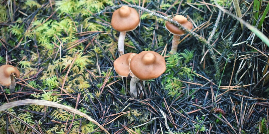 Quais são os cogumelos mágicos mais potentes?