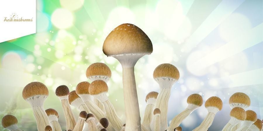 Como cultivar Kits de Cogumelos Frescos
