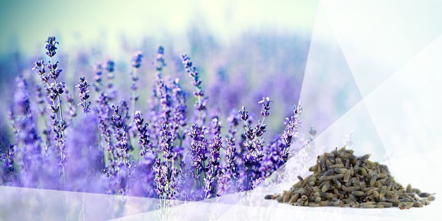 Lavandula