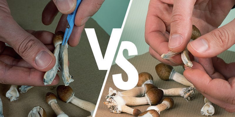 Cortar ou rasgar cogumelos: afeta a potência?