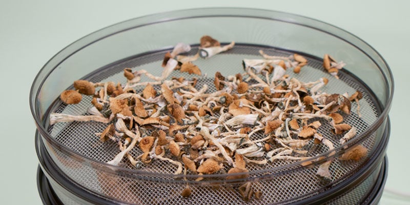 Secar cogumelos mágicos com um desidratador